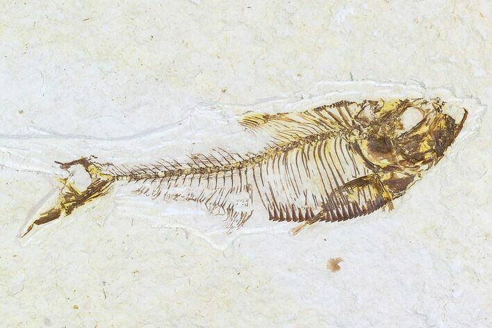 Bargain, Fossil Fish Plate (Diplomystus) - Wyoming #108298